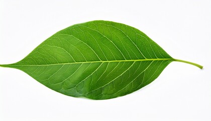 vibrant green leaf on white and transparent background botanical nature photography