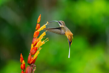 Tawny-bellied Hermit,Phaethornis syrmatophorus. Large forest hummingbird with long decurved bill...