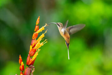 Tawny-bellied Hermit,Phaethornis syrmatophorus. Large forest hummingbird with long decurved bill...