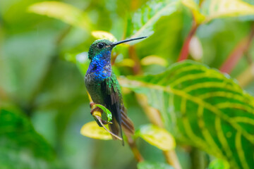 Blue-chested hummingbird (Polyerata amabilis), Male has glittering purple-blue throat, green back and crown, paler grayish belly, and dark tail. 