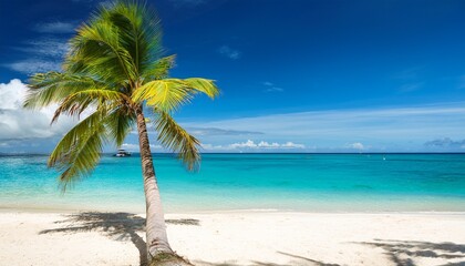 Obraz premium palm tree on a tropical beach blue sky sunny summer day
