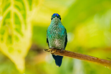 Violet-fronted Brilliant Heliodoxa leadbeateri, The bird's iridescent green plumage is prominent, with hints of blue on its head and white markings on its underside. 
