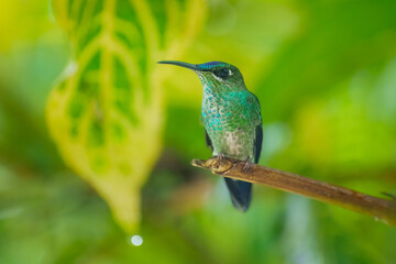 Violet-fronted Brilliant Heliodoxa leadbeateri, The bird's iridescent green plumage is prominent, with hints of blue on its head and white markings on its underside. 