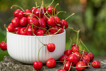 Fresh cherries picked from the tree. Fragrant sour cherries, the favorite fruit of spring