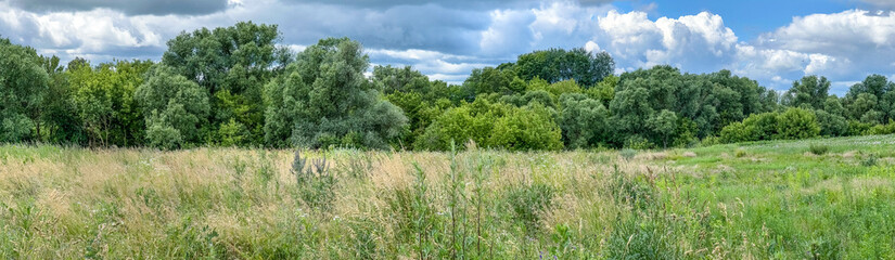 Panoramic view of a summer meadow with tall grass and dense green trees under a dramatic sky. Perfect for backgrounds, banners, and nature-themed design.