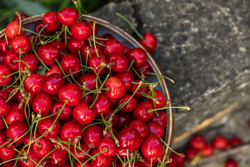 Fresh cherries picked from the tree. Fragrant sour cherries, the favorite fruit of spring