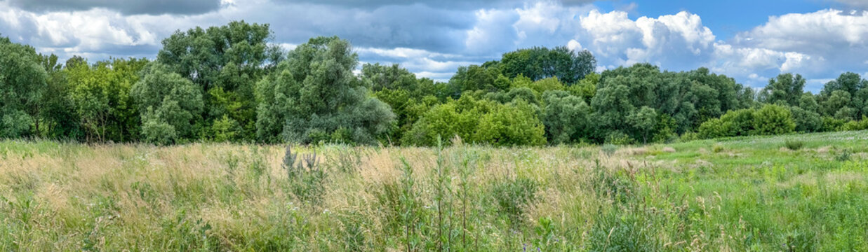 Panoramic view of a summer meadow with tall grass and dense green trees under a dramatic sky. Perfect for backgrounds, banners, and nature-themed design.