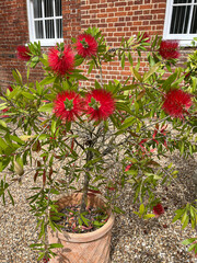 Callistemon citrinus. Australian native plant. Bush with fluffy red flowers.