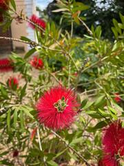 Callistemon citrinus. Australian native plant. Bush with fluffy red flowers.