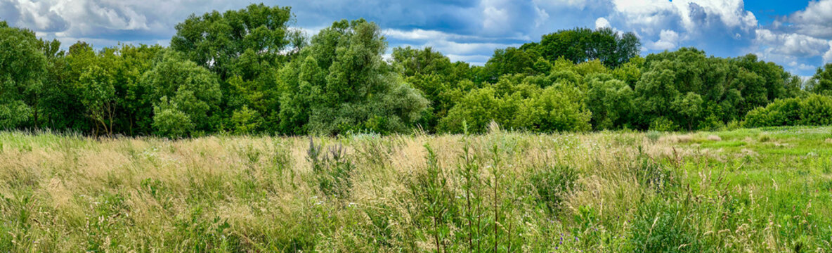 Panoramic view of a summer meadow with tall grass and dense green trees under a dramatic sky. Perfect for backgrounds, banners, and nature-themed design.