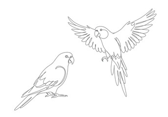 Obraz premium Two parrot drawing. It is a black and white outline sketch of two parrots, one perched and one in flight, showing interaction. Vector sketch line art draw.