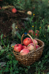Red garden apples in a wicker basket stand in the grass in the garden in summer. Harvesting. Natural natural light