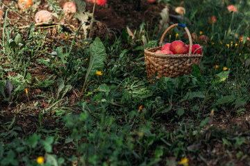 Red garden apples in a wicker basket stand in the grass in the garden in summer. Harvesting....