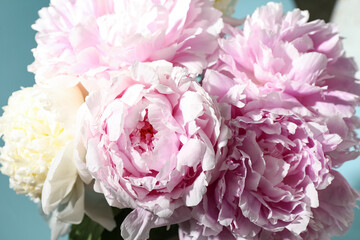 Beautiful peony flowers on blue background, closeup