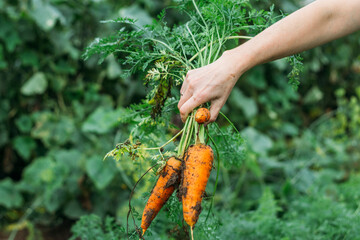 Women's hands pull fresh red-orange carrots from the garden after the rain. Harvesting, natural eco-friendly products