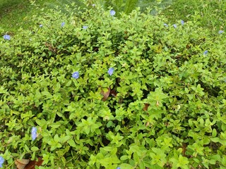 red and green plants beautiful