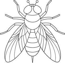 Fruit fly line drawing for kids insect learning and coloring worksheets