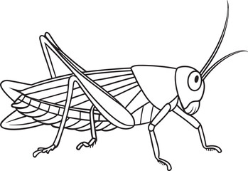 Grasshopper insect anatomy drawing for kids coloring book education