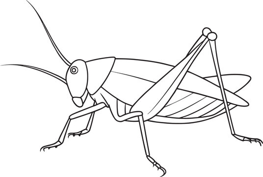 Katydid insect detailed drawing for coloring and science education