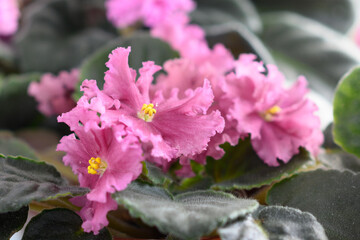 Pink Saintpaulia is a beautifully flowering herbaceous plant of the Gesneriaceae family. Uzambara violet is a popular indoor plant.