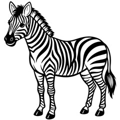 Obraz premium Zebra standing in black and white isolated on white background