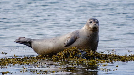 Seal resting on seaweed-covered rocks at Ytri Tunga in Icelands serene coastal waters