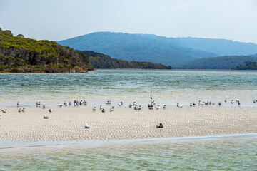 Wildfowl on a sandbank at the estuary of the Nornalup Inlet in the Walpole-Nornalup National Park, Shire of Denmark, Great Southern region of Western Australia, WA, Australia.