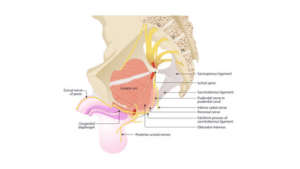 This image depicts the neurovascular and muscular anatomy of the pelvic and perineal region, focusing on the pudendal nerve and its branches, along with surrounding ligaments and structures