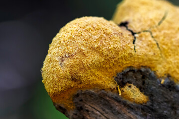 Yellow slime mold on wood (Mycetozoa fulgio septica). 
Scrambled-egg Slime is a common slime mold...