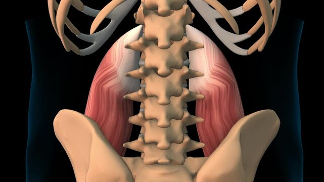 Psoas major muscle anatomy for medical concept 3D rendering