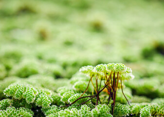 Close-up of Mosquito ferns background, Detail of water mosquito fern, fairy moss, freshwater aquatic Azolla. Green Mosquito ferns