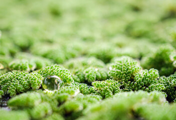 Close-up of Mosquito ferns background, Detail of water mosquito fern, fairy moss, freshwater...