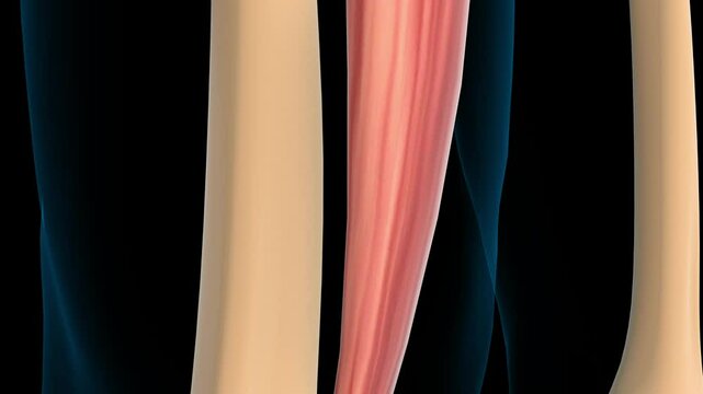 Rectus femoris muscle anatomy for medical concept 3D rendering