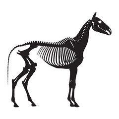 Equine form in still lines – Horse skeleton silhouette and anatomically correct Horse skeleton vector – Horse skeleton illustration

