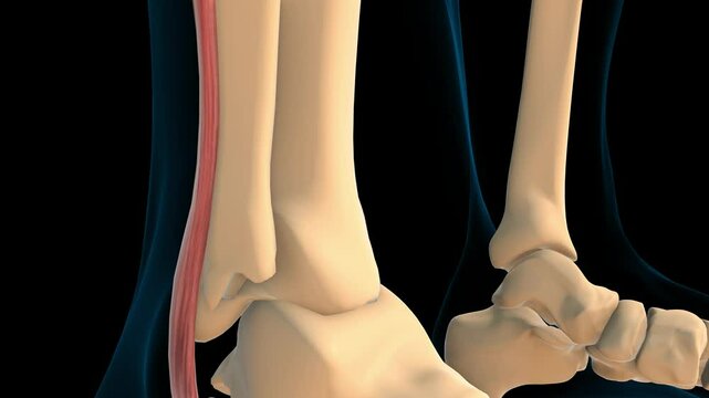 Peroneus brevis muscle anatomy for medical concept 3D rendering