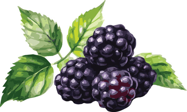 Vector watercolor painted illustration of a blackberry