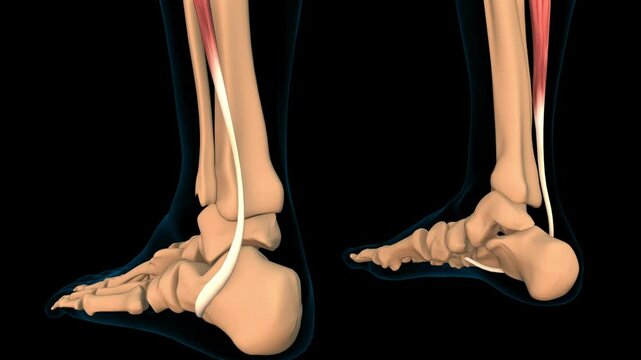 Peroneus longus muscle anatomy for medical concept 3D rendering