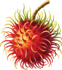 Vector watercolor painted illustration of a rambutan