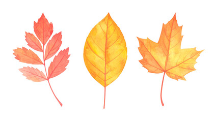 Fototapeta premium Watercolor illustration of autumn tree leaves