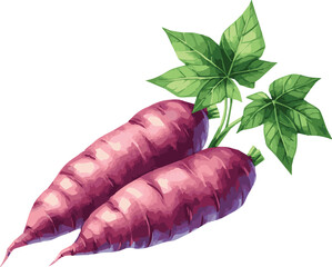 Vector watercolor painted illustration of yams