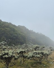 Misty Mountain Landscape with Silver Leaf Edelweiss Plants