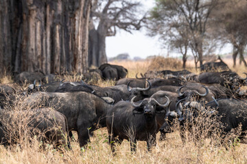 Büffelherde