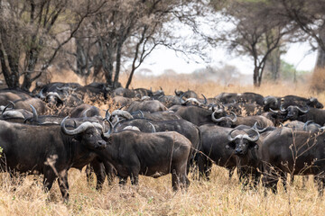 Obraz premium Büffelherde
