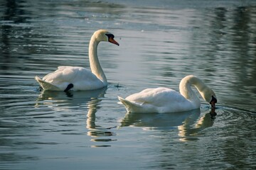 Two swans swimming in water