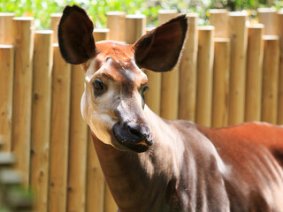 The okapi (Okapia johnstoni), also known as the forest giraffe, is endemic to the northeast...