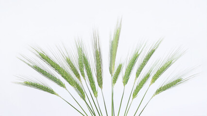 Bundle of green rye ears on a white background. Fresh, natural, and minimalistic. Perfect for agricultural themes, eco packaging design, or organic product ads.