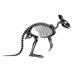 The structural grace of a marsupial – Kangaroo skeleton silhouette paired with fine Kangaroo skeleton vector – Kangaroo skeleton illustration

