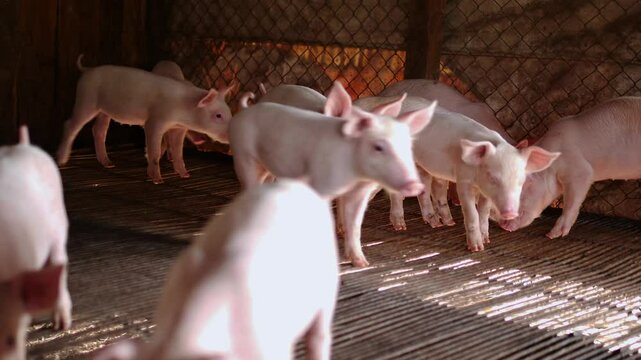 Portrait of a cute small piglet on the farm. group of mammals waiting for feed. swine in the stall.	