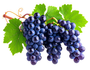 Fototapeta premium Purple Grapes with Leaves and Twisting Vine, isolated on transparent background