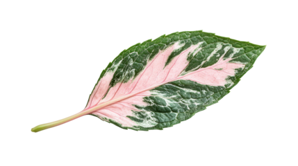 Marbled mint leaf with pink streaks, Transparent background, PNG file